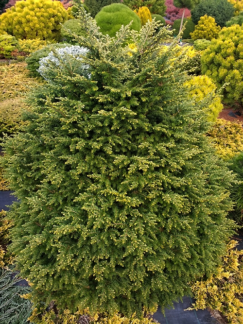 Tsuga canadensis 'Stanger Compact' 